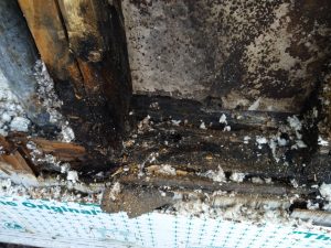 Read more about the article The Giveaways of Wood Rot Damage